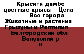 Крысята дамбо цветные крысы › Цена ­ 250 - Все города Животные и растения » Грызуны и Рептилии   . Белгородская обл.,Валуйский р-н